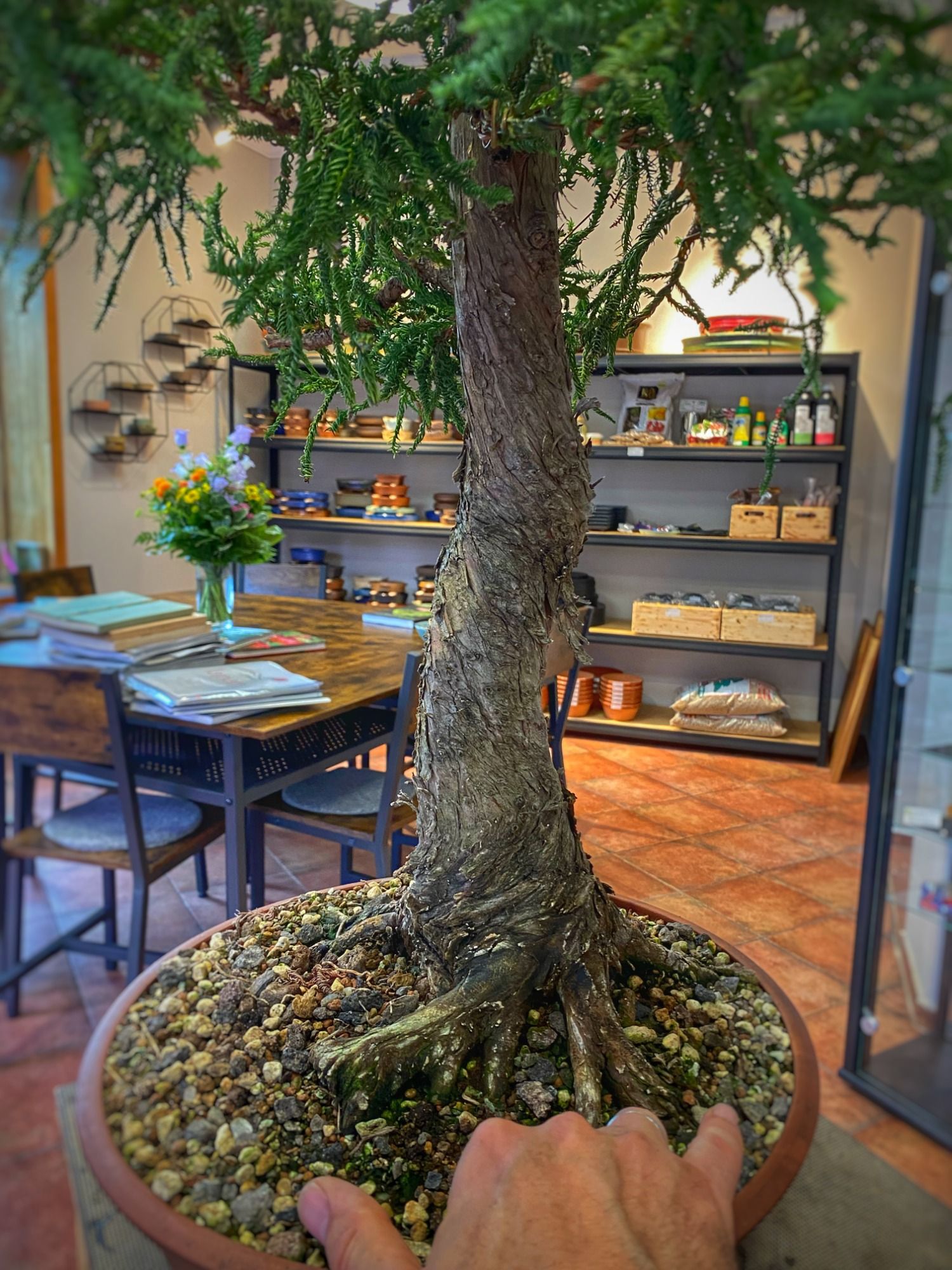 ficus bonsai forest Ficus Indoor Bonsai Tree main image 0