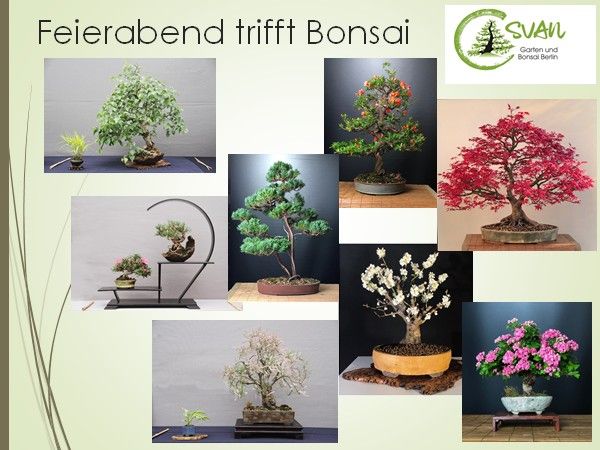 Bonsai aus Rohware