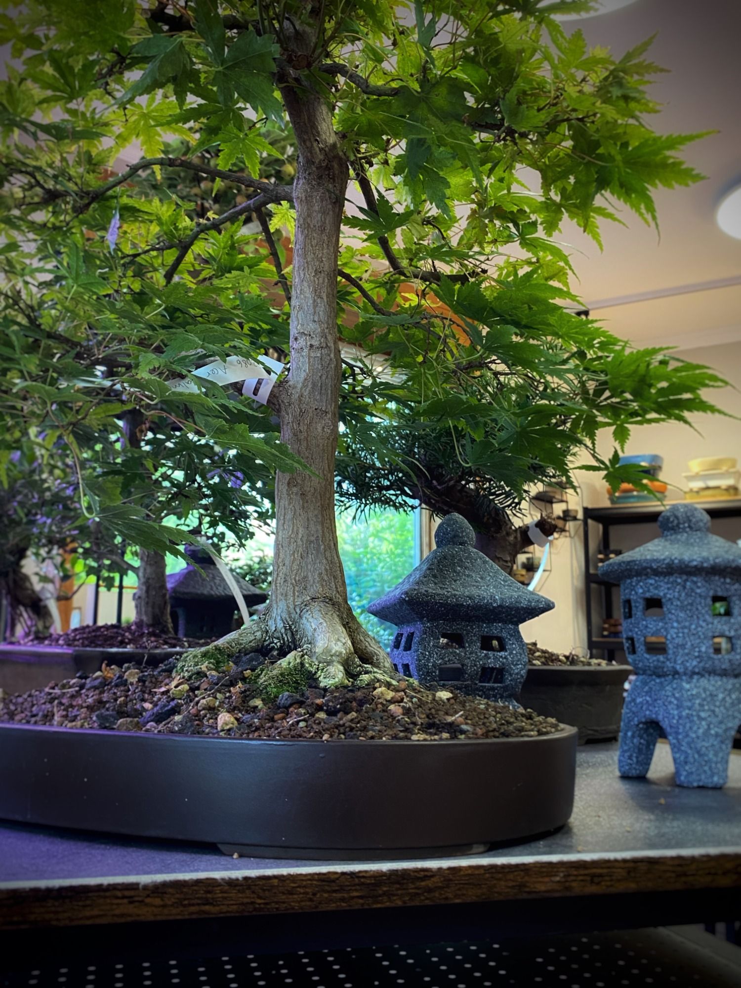 Bonsai Laden und Bonsai Werkstatt